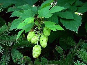 Hops