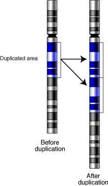 Gene-duplication