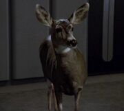 Deer, Waking moments