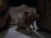 Ratte
