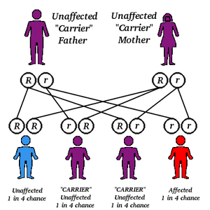 Autorecessive