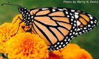 Monarch butterfly