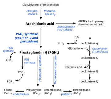 Eicosanoid synthesis