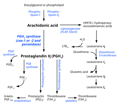 Eicosanoid synthesis