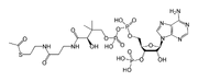 Acetyl-CoA-2D