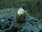 Goldenegg