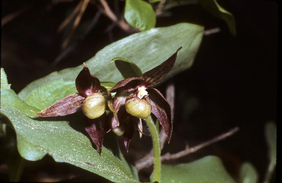 Cypripedium fasciculatum Orchids Wiki