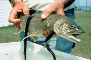 Sea Lamprey fish