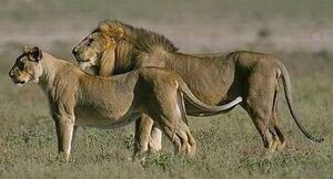Leao