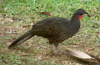 Penelopesuperciliaris