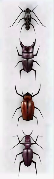 Beetlecollection
