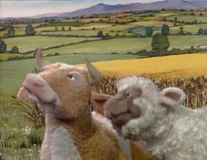 Sheep cow