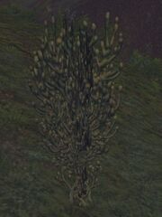Fissure Plant