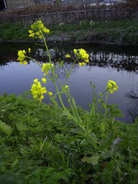 Mizuna