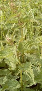 Nettle