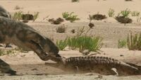 Labyrinthodont
