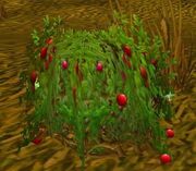 Bloodberry Bush