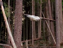 Wood mite cocoon