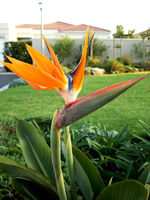 Bird+of+Paradise+flower-4079
