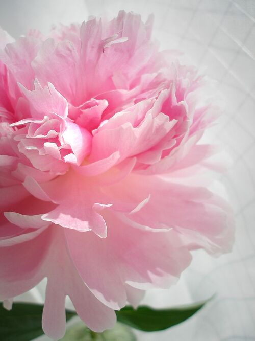 Peony Symbolism Wiki