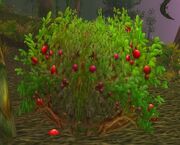 Mana Berry Bush