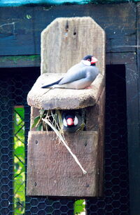 On a nesting box made for two-9054