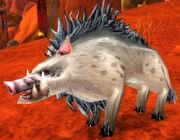 Mottled Boar