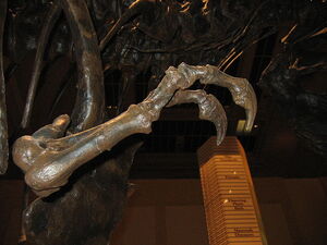 T.rex arm