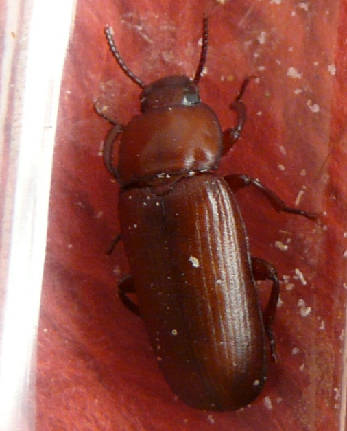 Yellow mealworm beetle Wildlife of Alberta Wiki
