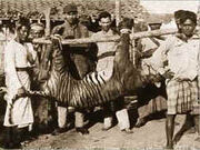 Panthera tigris balica