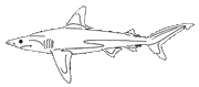 Shark mod