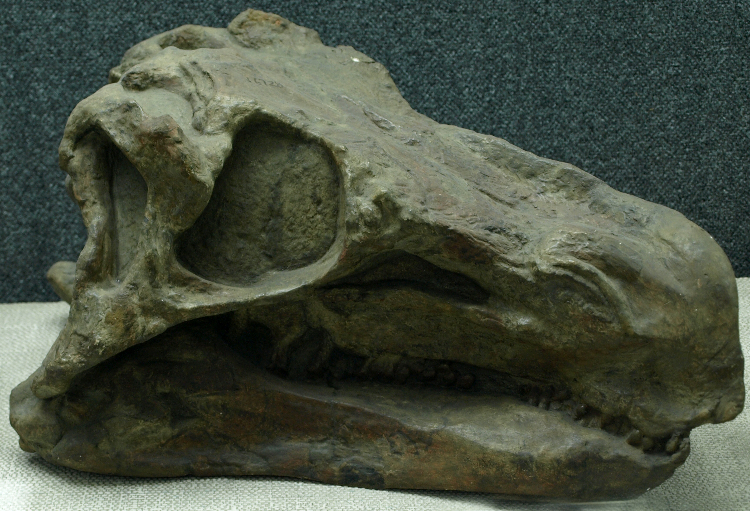 Huayangosaurus - Fossil Wiki, the paleontology wiki