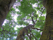 Canopy