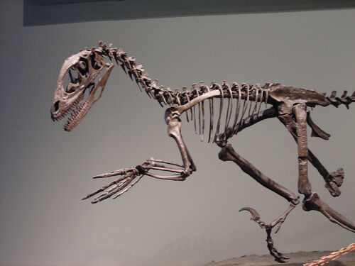 deinonychus fossil for sale