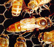 Queen-bee