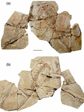 anchiornis fossil
