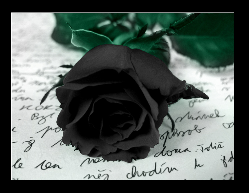 Black_rose.png