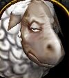 Sheep face