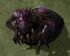 Changeling SC2 Game1