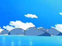 EP578 Manada de Wailord (3)