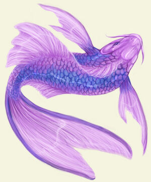 Koi