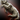 Plt ico wolf pelt
