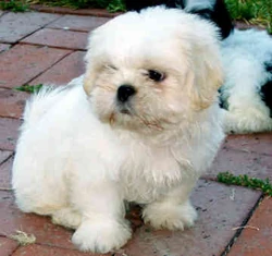 Branco Shih Tzu