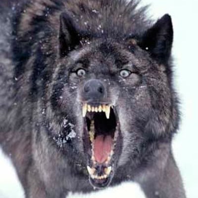 Wolf_angry