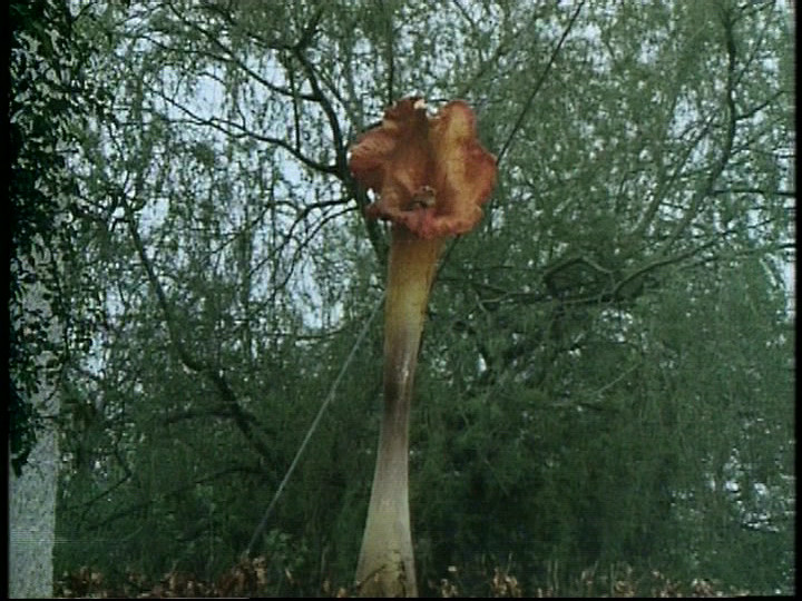 triffid