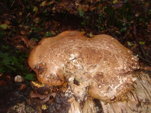 Birch Polypore