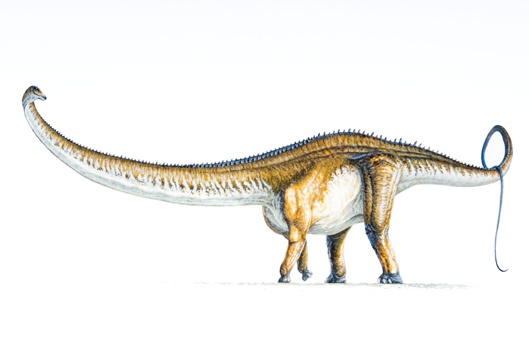 barosaurus