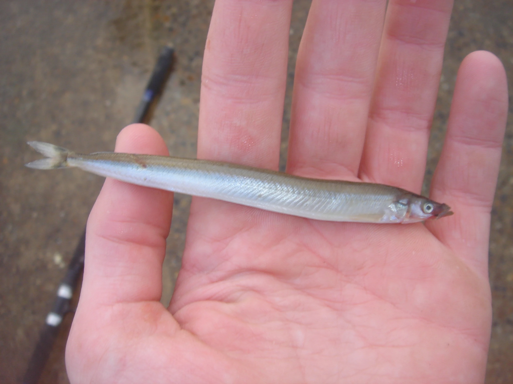 Lesser Sandeel British Wildlife Wiki