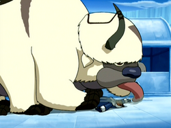 Appa likt Sokka
