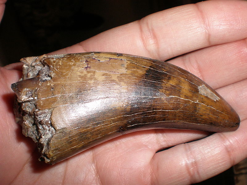 tyrannosaurus tooth